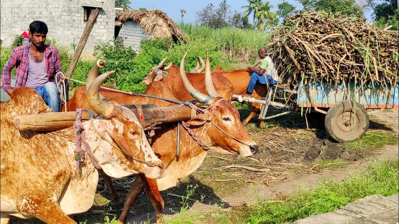 New Bullock Cart Heavy Load Mud Stuck in Riding
