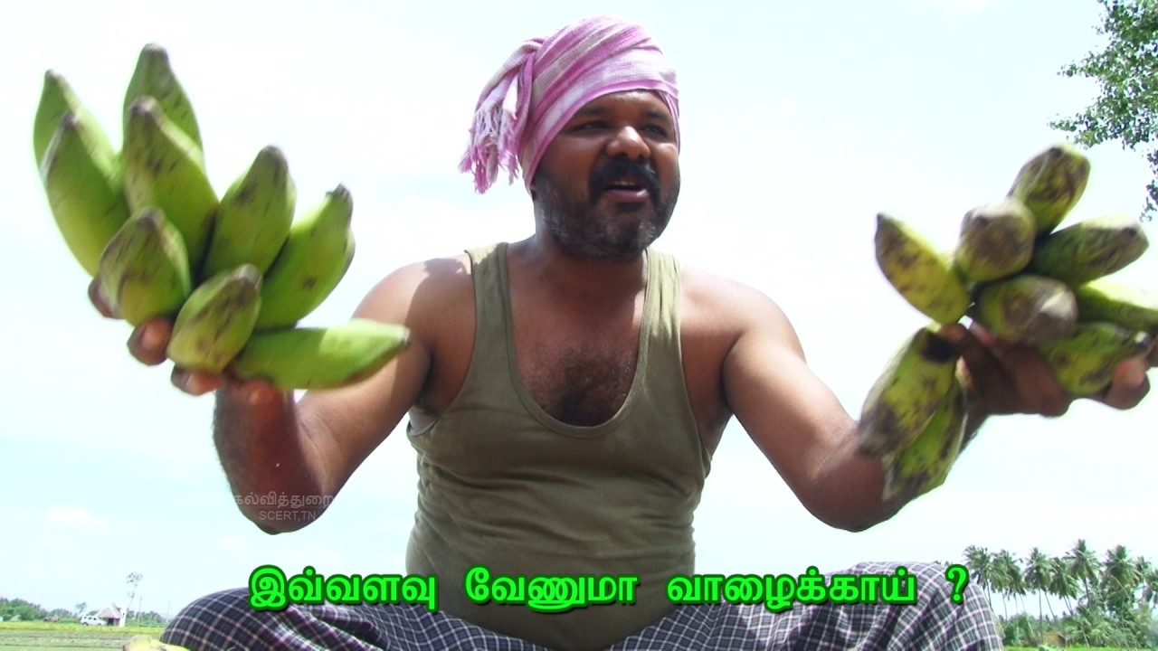 Kaai Kaai Kaai | Tamil Children Song