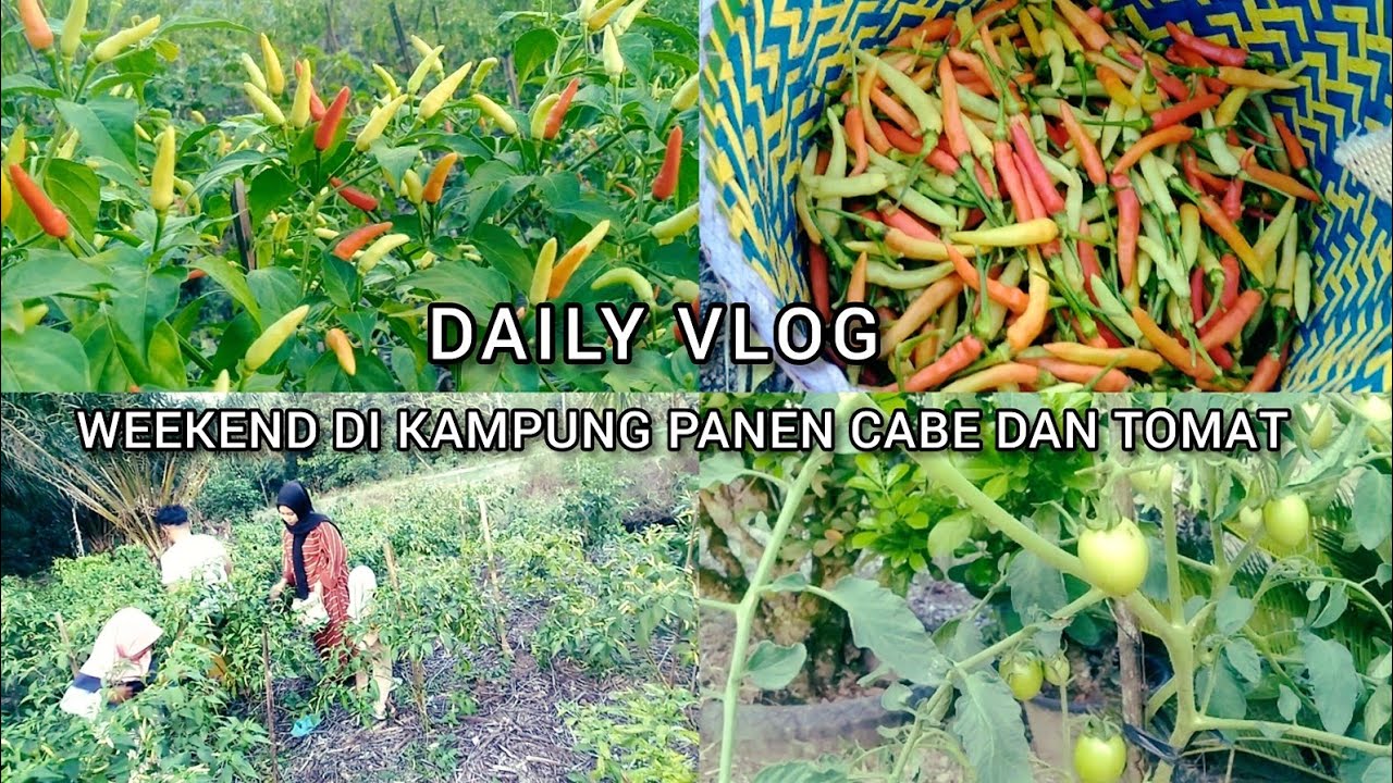 DAILY VLOG || WEEKEND DI KAMPUNG PANEN CABE DAN TOMAT 