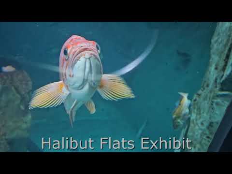 Oregon Coast Aquarium Ebt Discount