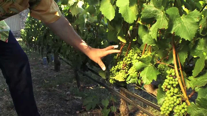 T.J. Rodgers On How And Why To Strip Leaves From Grape Vines - DayDayNews
