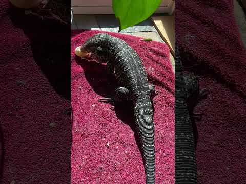 Blue the Tegu Enjoying a Farm Fresh Duck Egg
