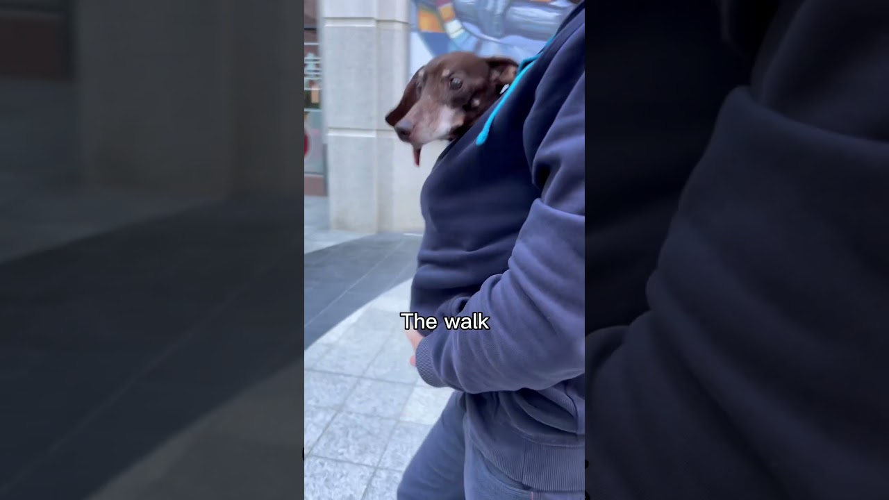 Take my toothless dog out for a walk 🐶 