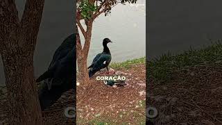 escuta isso. #shortsfeed #viral #mensagem #frasemotivacao #biblia #viralshort #foco #fe #shorts