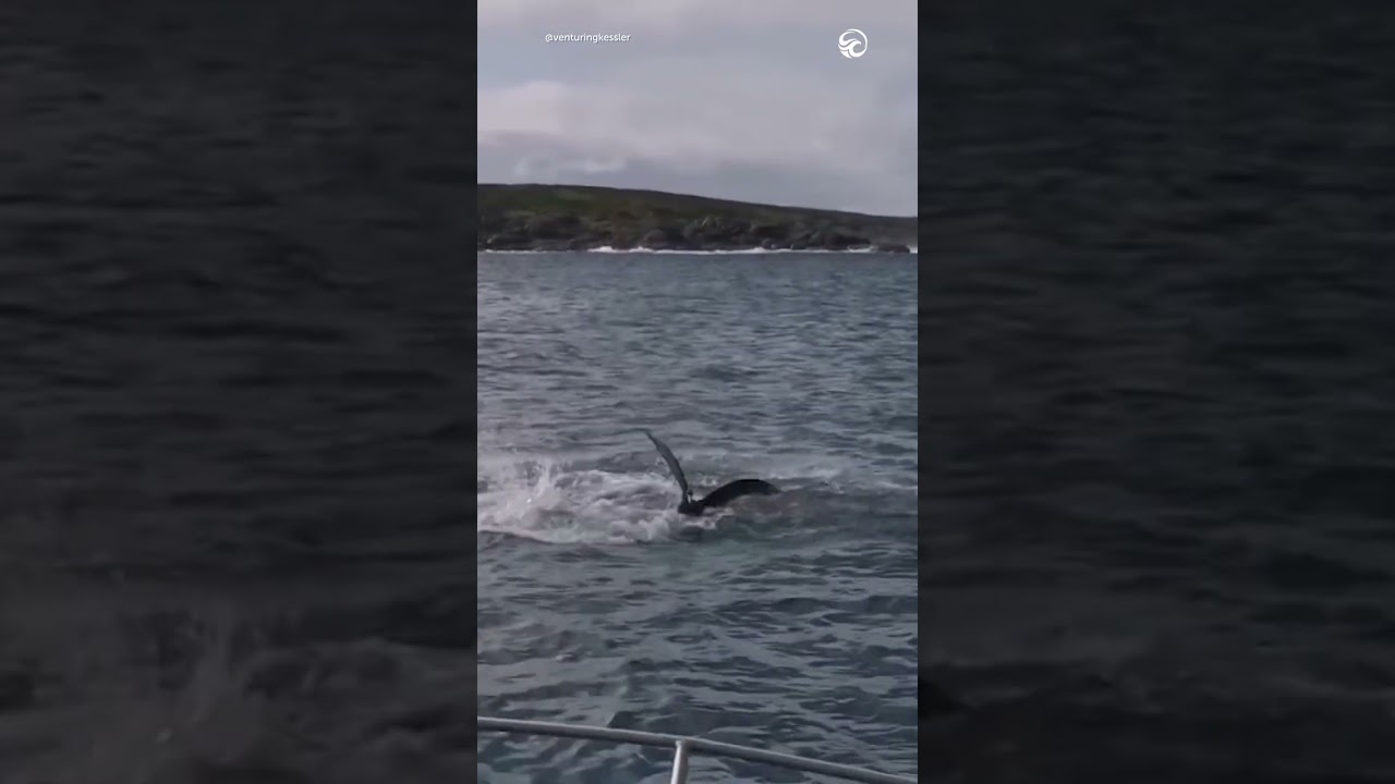 Great white shark eats a bird on camera 