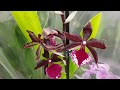 Обзор орхидей ОБИ МЕГА Белая дача
