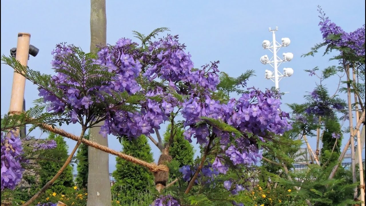 熱海 ジャカランダの並木道 Atami Avenue Of Jacaranda Youtube