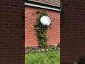 Garden mirror to shine light onto shaded area to help the grass and plants grow