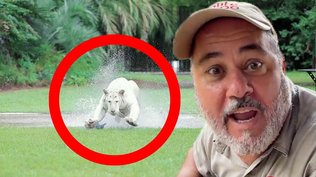 JAY PREHISTORIC GOES ON THE TIGER RUN! YouTube
