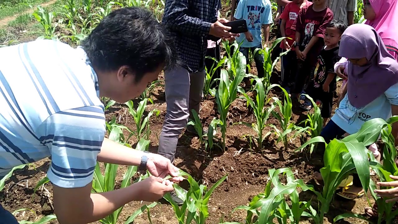 Belajar Jagung di Ladang 
