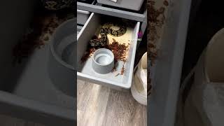 Acid Ball Python! #acidballpython #petsnake #snake #ballpython #reptile #ballpythonbreeder