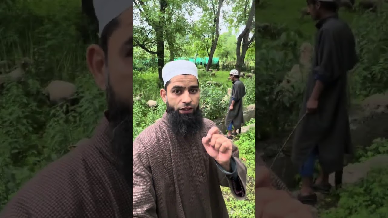 How to take care of pregnant female sheep