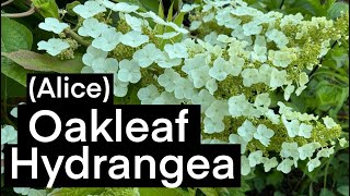 Alice Oak Leaf Hydrangea. #oakleaf #hydrangea #gardening #flower #perennial #pacificnorthwest