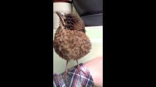 The story of a bird
