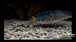 the evolution of opabinia