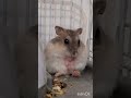 Hamsters Are Cute Pets 😘🐹 | Let’s Adopt a Hamster