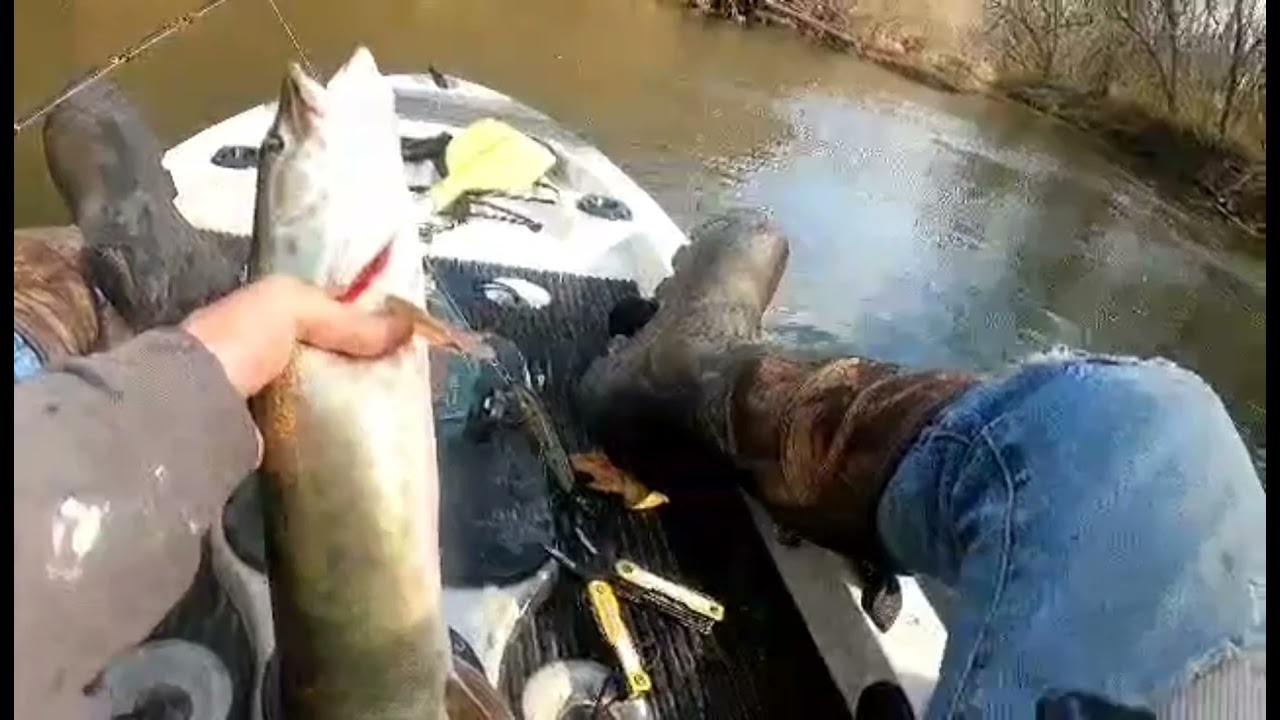 musky fishing small WV creek YouTube