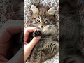 Cute &amp; Funny Cat Moments 🐾 | Adorable Cat Video Compilation 2025”