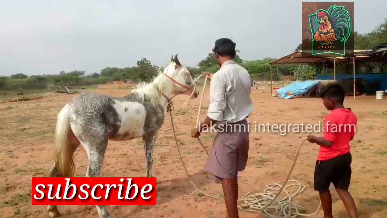 Horse training  part _1