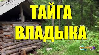 АМБА | ТАЕЖНЫЙ ВЛАДЫКА | ТАЙГА