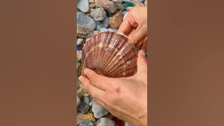 The Golden Pearl of the Arctic Sea Scallop - DayDayNews