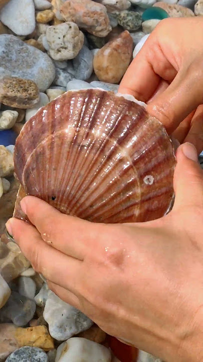 The Golden Pearl of the Arctic Sea Scallop