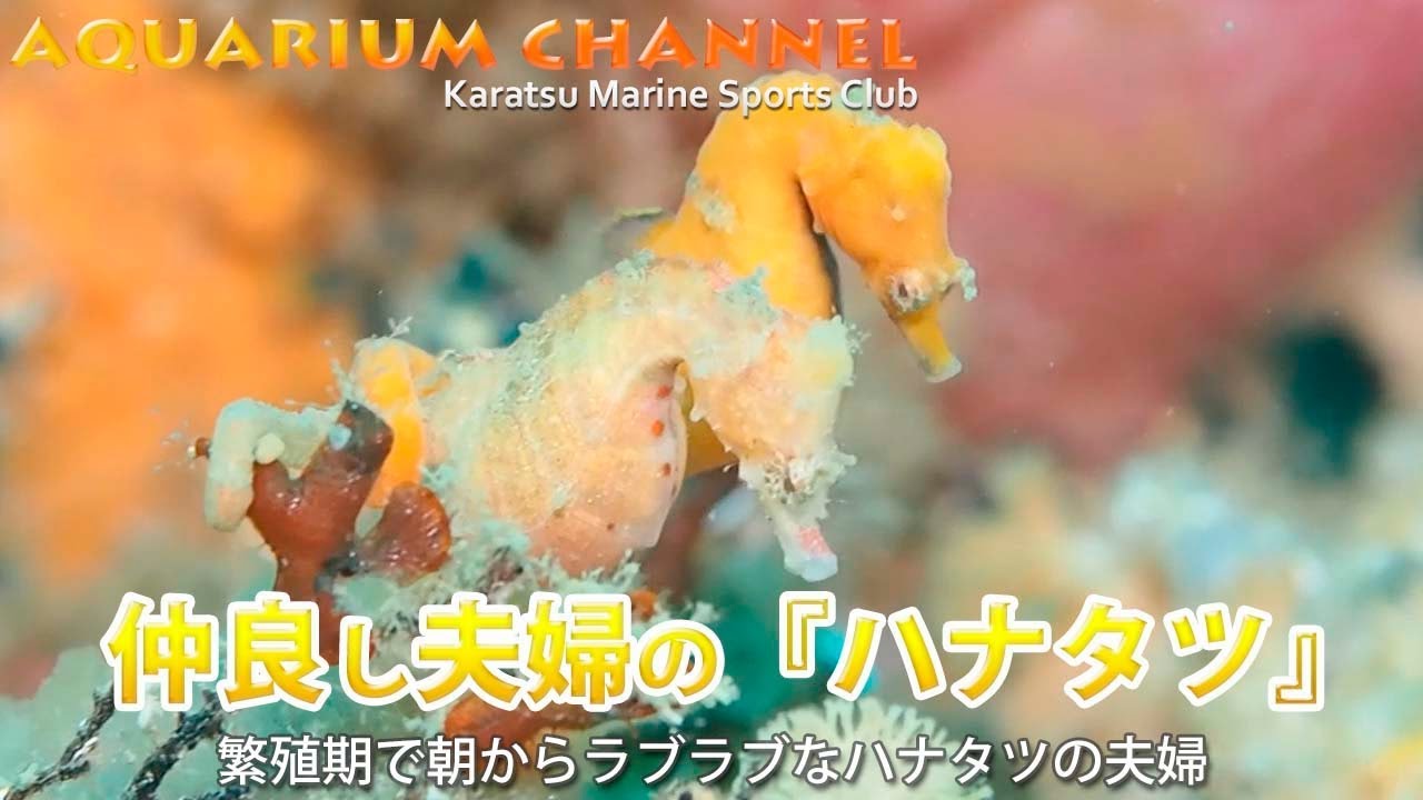 【AC Vol.9】 仲良し夫婦の『ハナタツ』