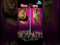 Lion Vs Tiger🔥😈😱 সিংহ বনাম বাঘ 🥰 #yt_shorts #shorts #shortsviral #lion #tiger