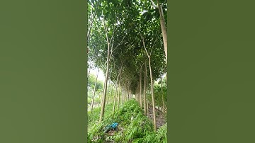 vườn cây  kèn hồng ở lấp vò, được 18 tháng tuổi