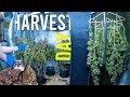 Full start to finish grow journal veg flower harvest