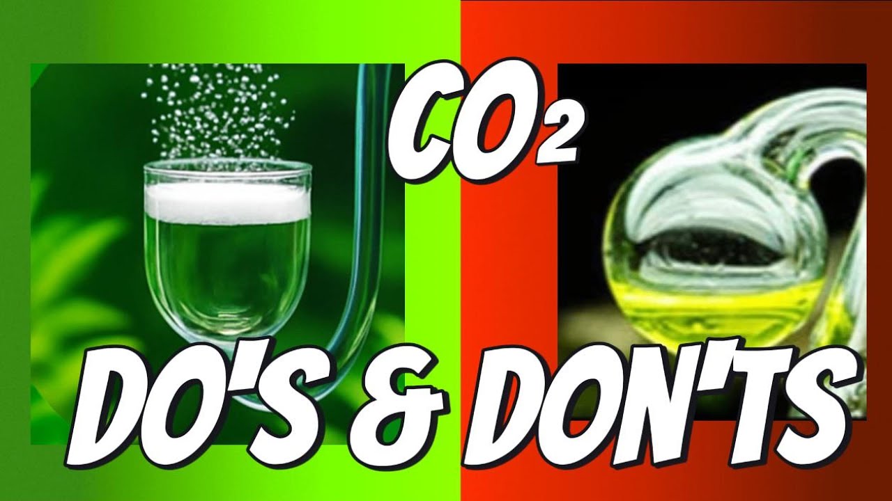 Aquarium CO2 Mistakes: 12 Do’s and Don’ts for Planted Tanks.