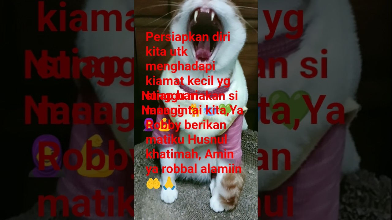 ¡El bostezo más dramático del mundo! 😹