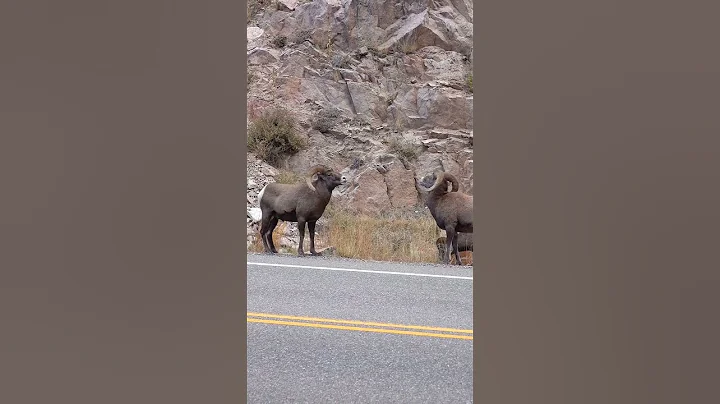Big Horn Sheep Butting Heads in Colorado | Ram Fight