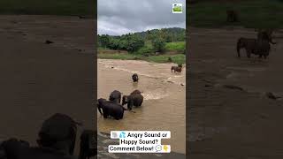 🐘 Amazing Elephant Sound While Calling Their Baby! ❤️ #elephant #viralshort #visitsrilanka