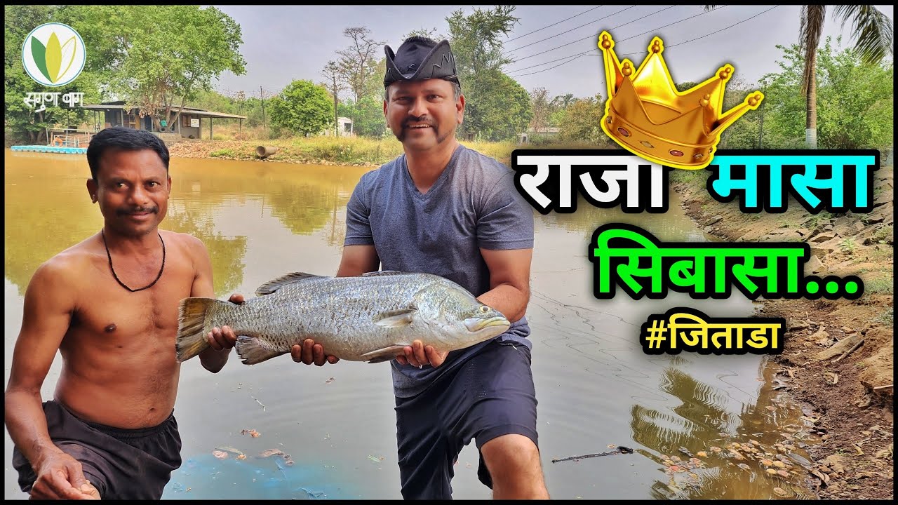 पाण्यामधला राजा मासा जिताडा. Seabass The King Fish In The Water. #Seabass #Baramundi. sagunabaug