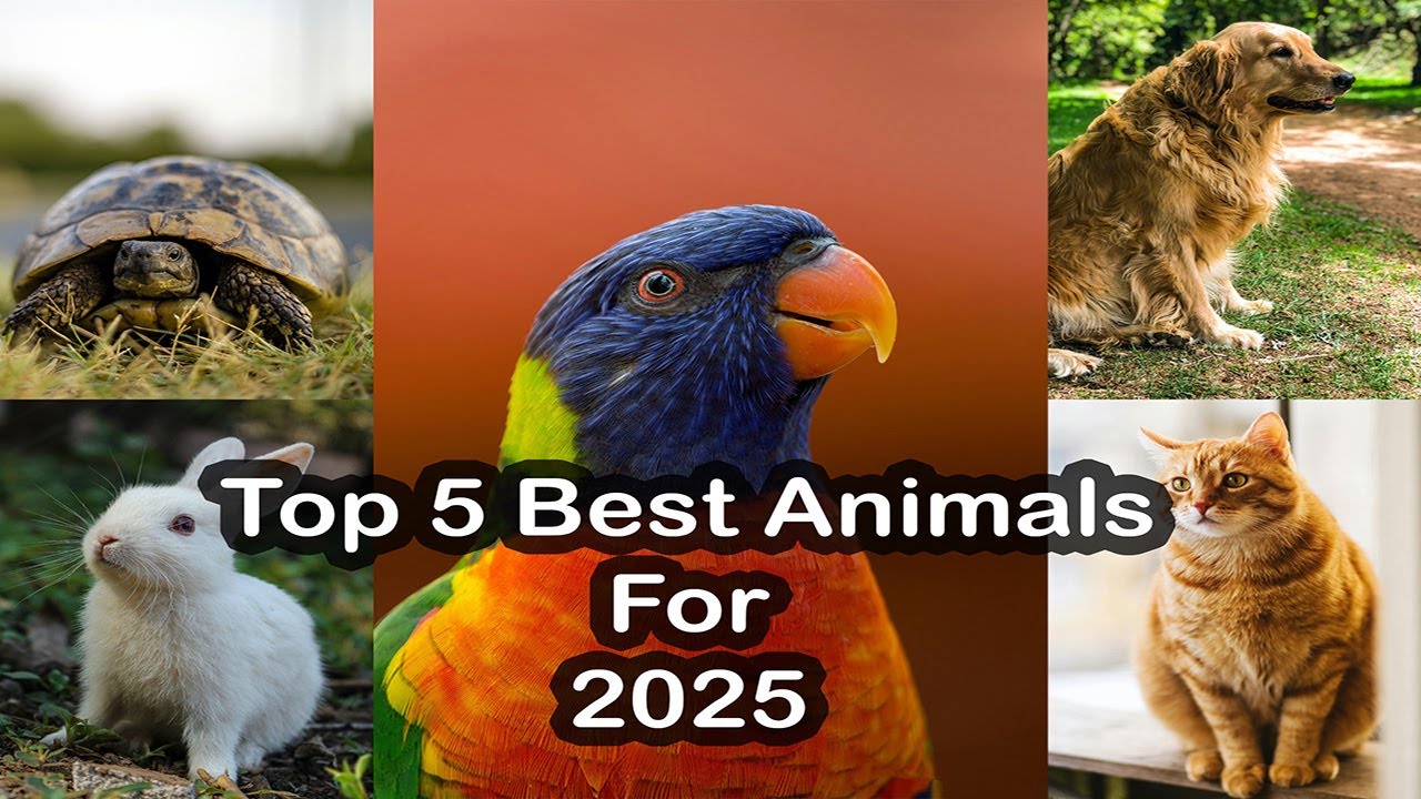 Top 5 Best Pets For 2025 Easy Pets For Home And Beginners YouTube Maxresdefault 