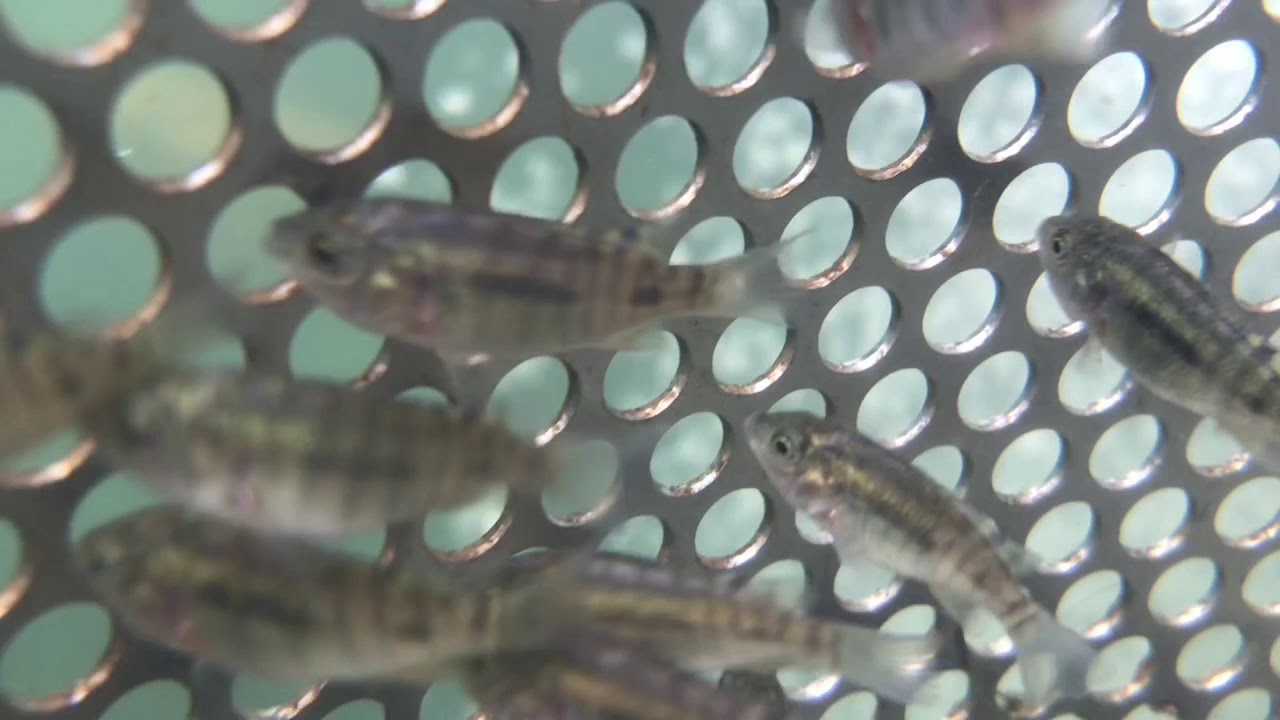 Flosell Farm Tilapia Fingerlings. Ghana’s No. 1 Tilapia Fingerling