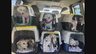 Idaho animal shelter welcomes dogs from LA looking for forever homes