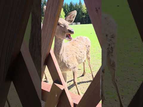 Feeding Deer Apples in Mariánské Lázně Forest 🍎🦌