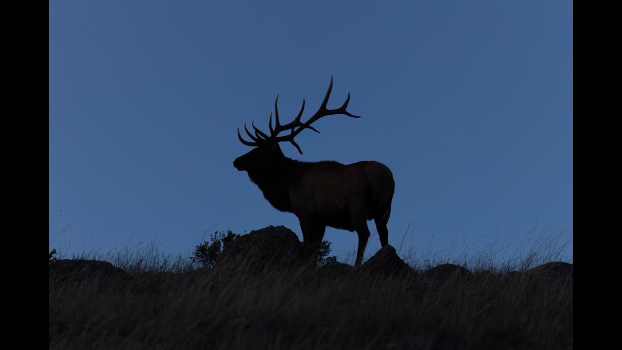 Elk Rut Rocky Mountain National Park YouTube