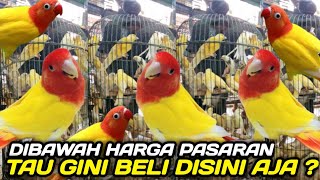 Download Lagu GILA ! SISA 500 EKOR LOVEBIRD WARNA CANTIK DIJUAL MURAH HARI INI JELANG PUASA DIKIOS PASAR PRAMUKA MP3