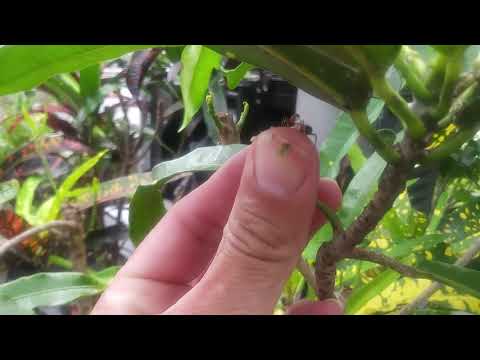 Do Ants Eat Plant Scale Insects