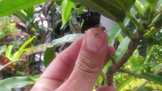 The Relationship Between Ants And Scale Insects Watch Carpenter Ants Eat Honeydew Off Of Croton screenshot 5