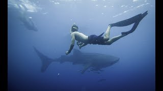 TRUE NORTH TV - The Whale Sharks of Cenderawasih Bay