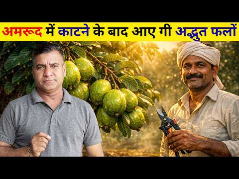 1666-Kisan karyashala:अमरूद दिशानिर्देश, अधिक फलन के लिए पौधे की छटाई कैसे करें ? Rahul Jawan