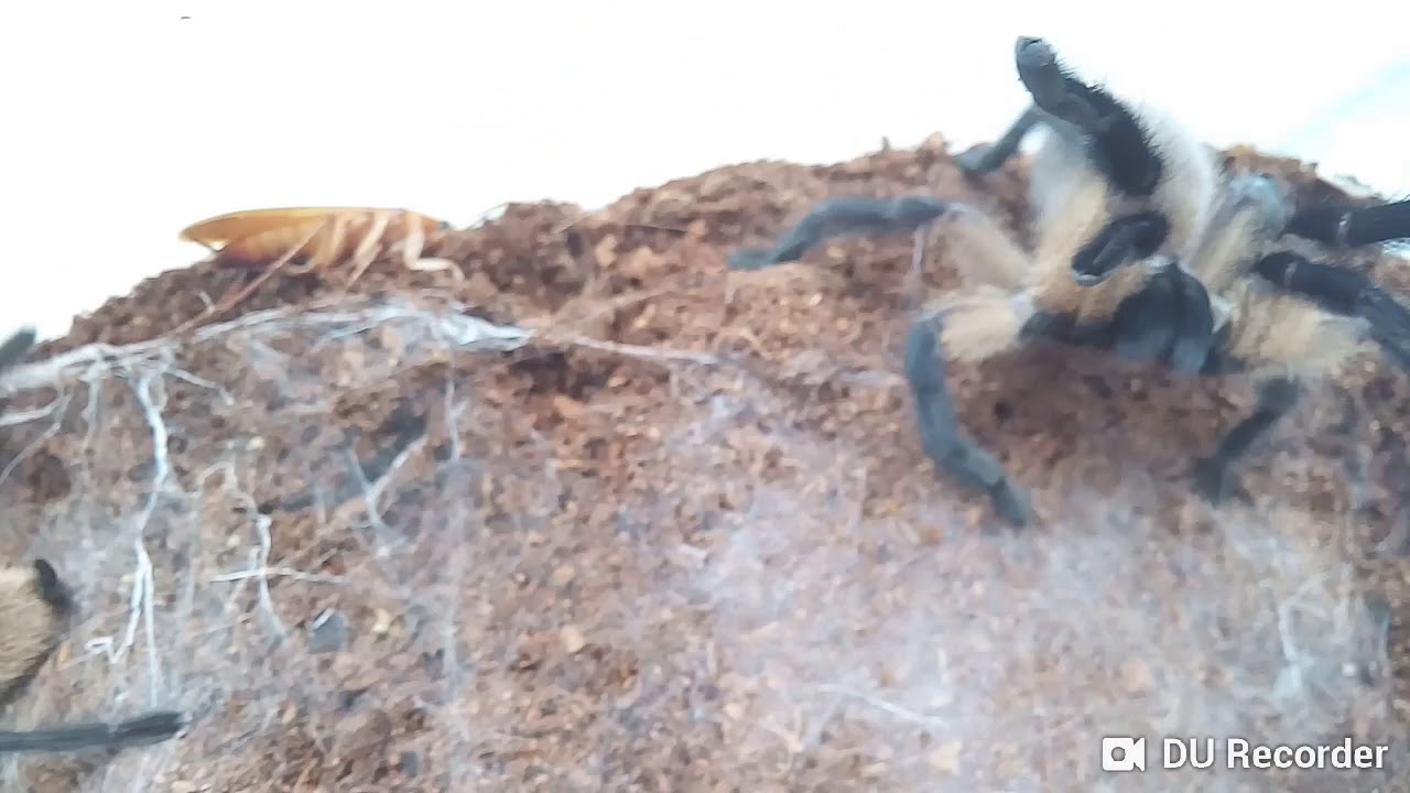 My Socotra island blue Baboon Tarantula Communal