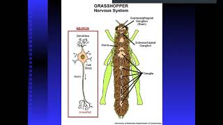 Intro Insect Internal Anatomy -