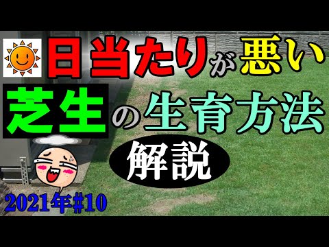 日当たりが悪い場所の芝生を 上手に生長する方法 芝生 21年 10 Youtube