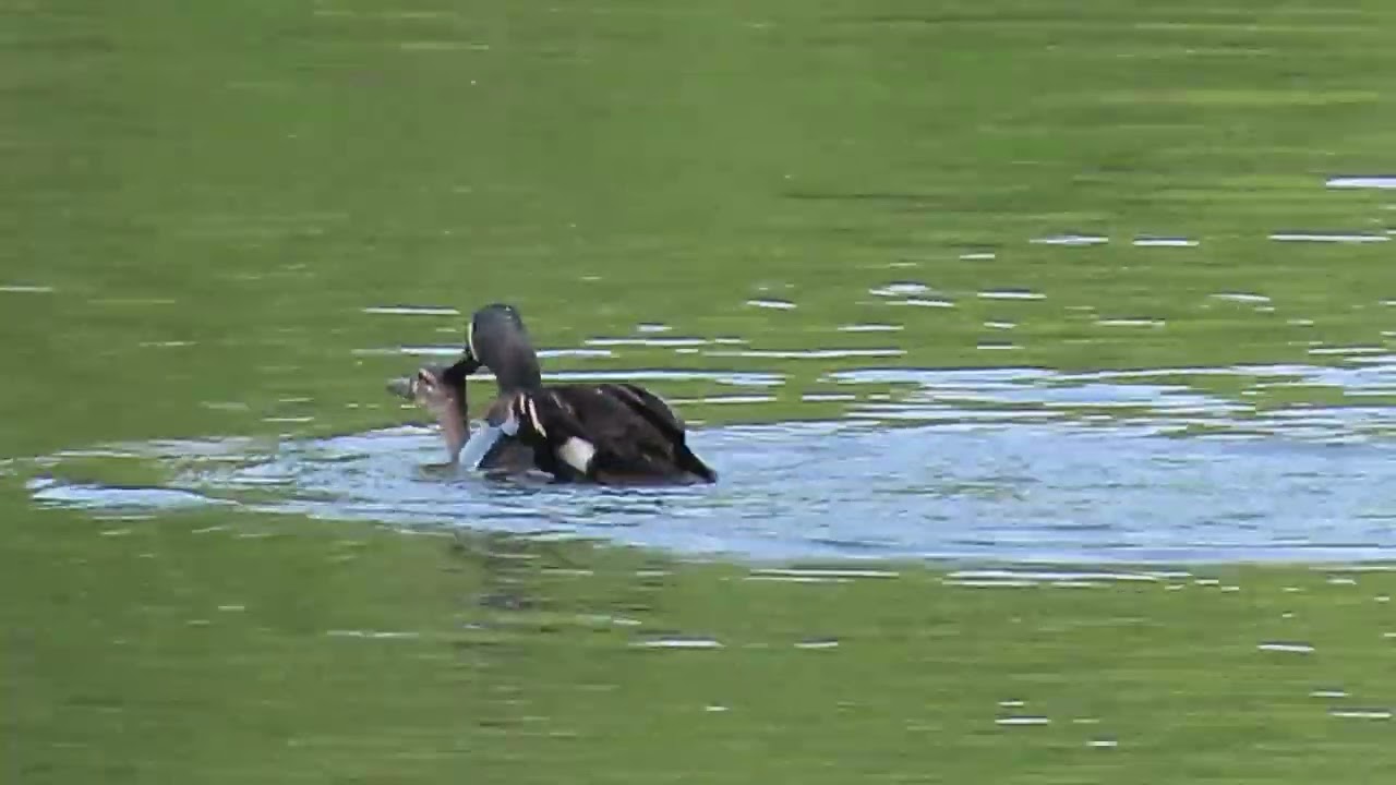 Blue Winged Teals mating