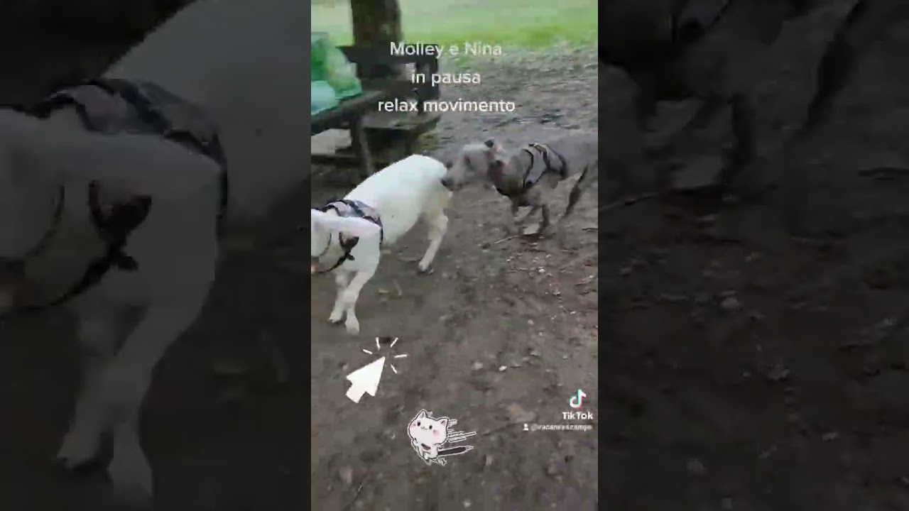 Dog funny video with a sheep. Weimaraner puppy plays with a domestic sheep.